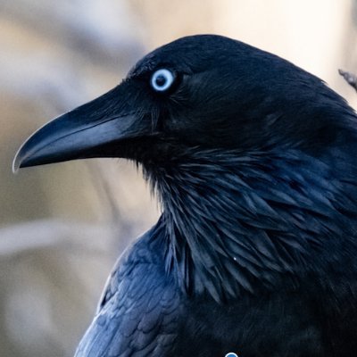 Founding director, Solstice MFA Program. Award-winning poet (All Morning the Crows : SPD bestseller); + write for children & YA. #adoptee https://t.co/y8iiVlaRvf