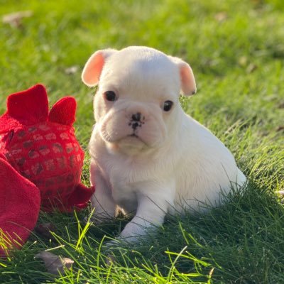 BlueBellFrench1's profile picture. BlueBell Frenchie is a French Bulldog breeding business started in 2005 by veteran breeder Shannon Parlogean, who is based out of Wonder Lake, Illinois.