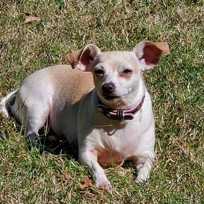 leadtech101's profile picture. Husband, Father, Grandfather.
Rescuer of the beast (A three legged Pappilon)
Servant to the queen.
God, family, country. Conceal carry always.