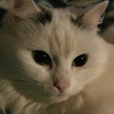 Supekki's profile picture. #Kärpät #FLAPanthers