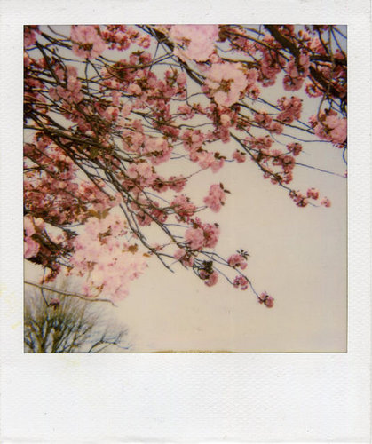 taguchitomoko's profile picture. 