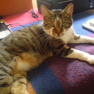 volkerMann5's profile picture. Hessen geimpft  💉💉💉😷 🐱🐈🐈🏡
Katzen Liebhaber Fußball FC Bayern wwe wrestling fan Beruf Maler Lackierer        Volker Mann - YouTube @volkermann1 instagram