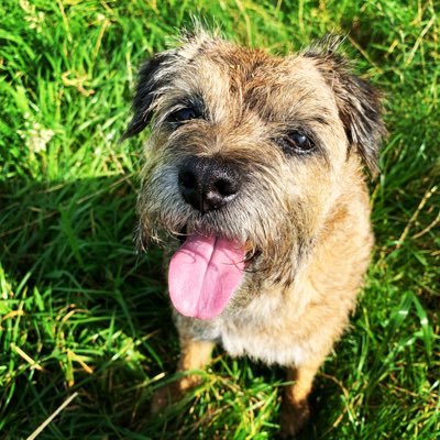 Theolivebirdbox's profile picture. Nesting! Tweets are my own squawks etc. Border Terrier owner, amateur cook, life-long learner and advocate of strength training. Now teaching in Scotland.