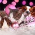 nice animals (@niceanimals2) Twitter profile photo nice animals (@niceanimals2) Twitter profile photo