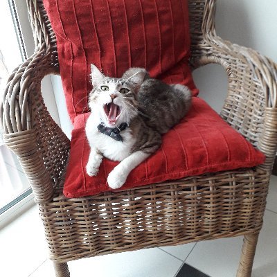 I'z MrLT
Abandoned on da mean stweets of Qatar until #CatsOfTwitter saved me 😻🐾
Proud to be #Ambassacat from Qatar
#AdoptDontShop
#TabbyTroop
#QatarCats