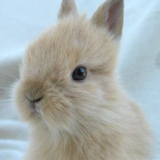 rebbit_Mar0's profile picture. 봇 구독계/야행성 토끼 마로입니다!