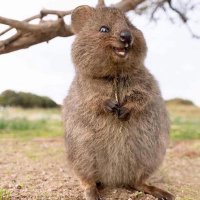 Shan Banane (@quappellecomm) 's Twitter Profile