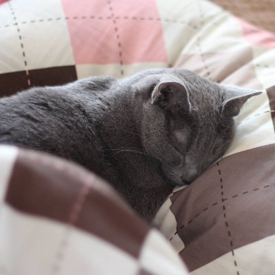 鬼頭香月さんのプロフィール画像