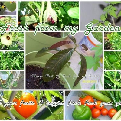 Passionate about healthy lifestyle and organic gardening
#organicgardening #healthyliving