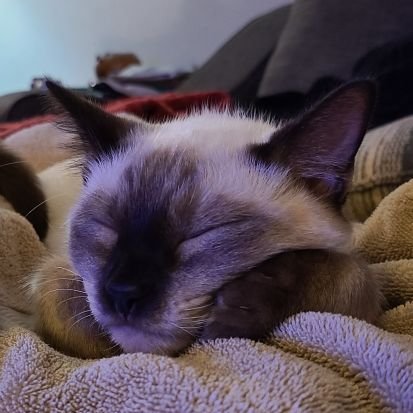 seven monts old babey @imezracat broter ime perpy. ao Ao
