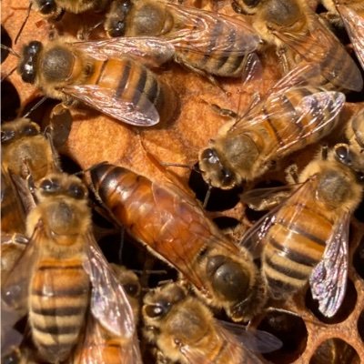 Nationwide supplier of British bred queen bees raised from pedigree Buckfast breeders and drone mothers
