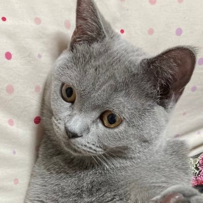 2020.05.15生。パトリック。シャルトリューの女の子。猫飼い初心者、悩みながらも楽しく親バカしてます。 2021/5/22犬が家族になりました。名前はサンタズリトルヘルパー。長いのでヘルパー。 無言フォロー失礼致します。ゆるくできればなと思ってます。無言フォロー大歓迎です、よろしくお願いします。