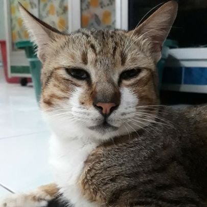 mey_ready's profile picture. New