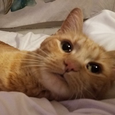 Hello I'ma Buppo. Love to be your big buddy. Very good boy. Very huge. Very nice.