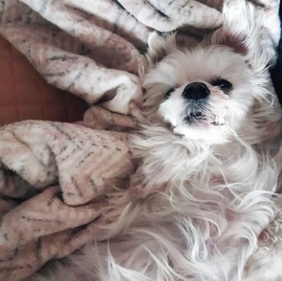 성인 / BJD에 대해 정보를 모으는 중 / 프사는 울집 막내 몽이 어르신~ / 첫 Sd 헤드(1개_3개는 기다리는 중) 도착 / 마음러