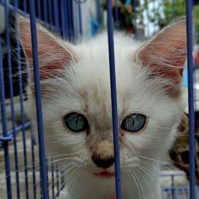 wulan_nindya's profile picture. bismillah :)