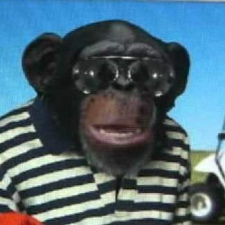 Grunt is just one of many
⚠️Random Chimp Event⚠️
Grunt favorite food is pizza crusts. Crust lover