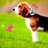 @beagle_passion