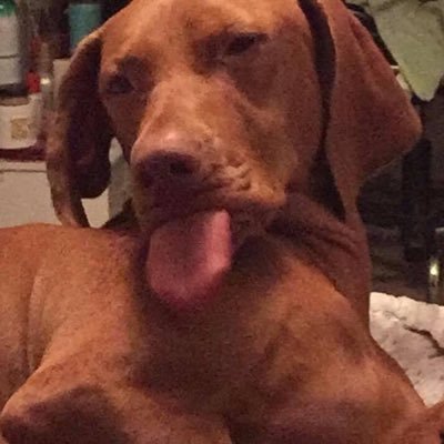 Profile Picture of Lisa Haze (@lisardh12) on Twitter