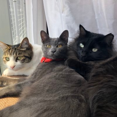 saya3201's profile picture. 足長マンチカンまんまる9歳♂腎不全末期と保護猫団体さんから家族に迎えたくろな8歳♀、野良猫？うみ7歳♀