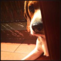 Mimmo Cataldo (@joey91186030) 's Twitter Profile