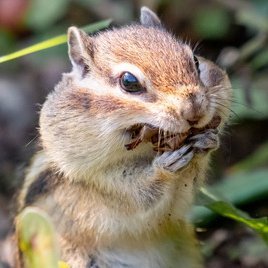 yossy_D500user's profile picture. ライブ撮影がうまくなりたくて東京アイドル劇場にたまに撮影行ってます。他にも旬の花や動物園撮影など少々。
ニコンD500+AF-S70-200mm F2.8 II+AF-S24-120mm F4を使用し、
編集はLightroom使用。
アイドル写真の転載は被写体ご本人様とその所属事務所様以外は禁止です。