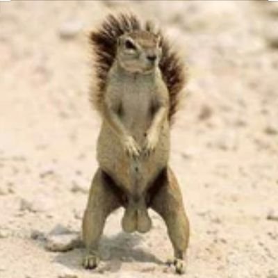 recollonss's profile picture. Sou tots uns borinots