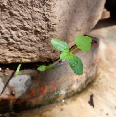 PREMCHA10114630's profile picture. tech lover