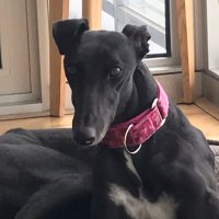 TwirlyTwyla 🌪 (@daisythegrey) 's Twitter Profile