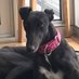 TwirlyTwyla 🌪 (@daisythegrey) Twitter profile photo TwirlyTwyla 🌪 (@daisythegrey) Twitter profile photo