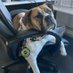Miranda the Comfort Bulldog (@bulldogmiranda) Twitter profile photo Miranda the Comfort Bulldog (@bulldogmiranda) Twitter profile photo