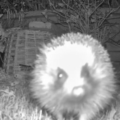 Hoglets8's profile picture. YouTube: SUBSCRIBE to : Hedgehog Hoglets & Wildlife at No 8
Like it share it and watch it. :)