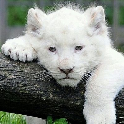 Azoo0oozj's profile picture. 