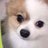 ながっち(犬好き)のアイコン