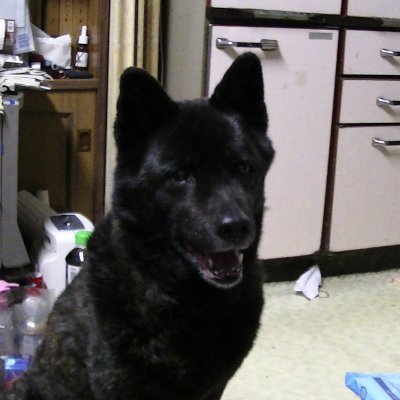 HiraiKiichi's profile picture. ミステリ書いてます。『甘美なる誘拐』で第19回このミス大賞・文庫グランプリ（24年舞台化)。他に『白い巨塔の誘拐』『時空探偵　ドクター井筒の推理日記』。大谷翔平、あいみょん、志ん朝、陸上トラック競技ファン。
お仕事のお話は、DMにてその旨戴ければ。