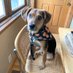 Otis Masur K9 (@otismasurk9) Twitter profile photo Otis Masur K9 (@otismasurk9) Twitter profile photo