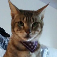 Pepe Mojica (@pepi_mojica) 's Twitter Profile