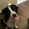 Callum Border Collie and his Autistic Human photo