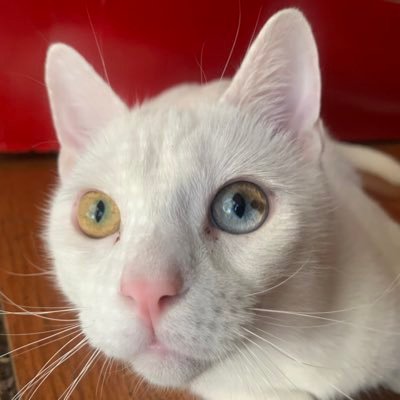 jynxx the catさんのプロフィール画像