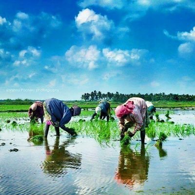 Agriculture is not an industry. This is a culture of our lives 🌾🌾