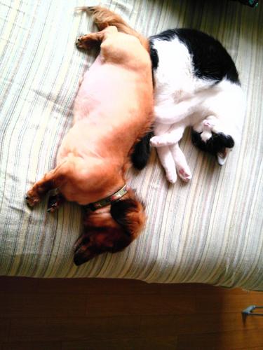犬、猫は もちろん！動物全般大好きです！        毎日1ワン、8ニャンの執事として楽しく暮らしています♪♪ 殺処分ゼロ！世界中の動物が幸せになれる世界に！