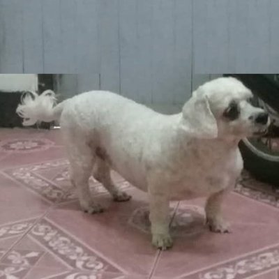 ตังค์เต็ม@เจ้าหมาตัวเล็ก🐕‍🦺さんのプロフィール画像