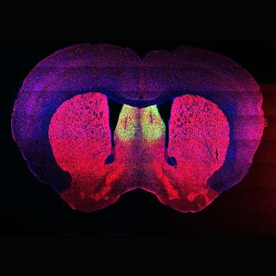 lucaslabncsu's profile picture. Neurobiology lab interested in #sexdifferences in the emotional brain. Account managed and maintained by all lab members. https://t.co/BblYeFqGa4