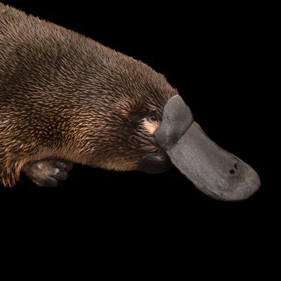 Not really a platypus but just as strange.