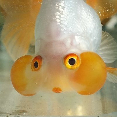 2015年金魚に覚醒。「ベランダ」で金魚飼ってるのが名前の由来。
🌵     アカウントはこちら→@Asucculentplant
💎🐢アカウントはこちら→@dbtverander