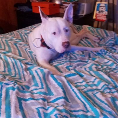 TysonMi91711391's profile picture. follow me gold 135k