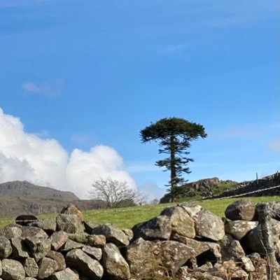 A celebration of the wonderful trees, woods and forests of the English Lake District! Run by @RuralGurn = a Cumbrian tree lover.