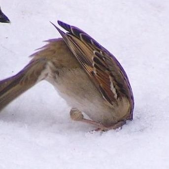 kaya_in_here's profile picture. 뚀른에 돌아버림/성인