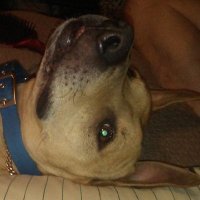 Mal 🐧 (@lilpinguino86) 's Twitter Profile