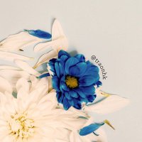 アマネ/初回ツイフィ必読 (@traonhk) 's Twitter Profile